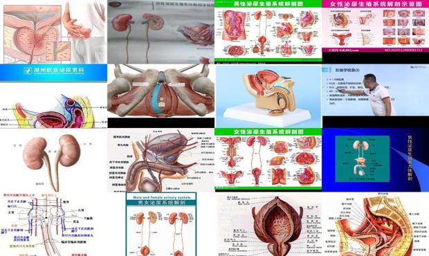 汕头泌尿科医生 - 汕头泌尿生殖系统怎么检查